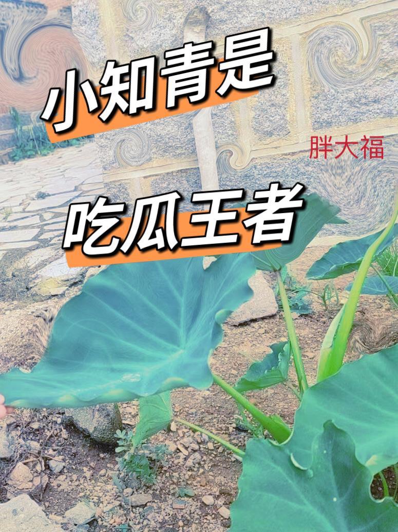知青是什么意思