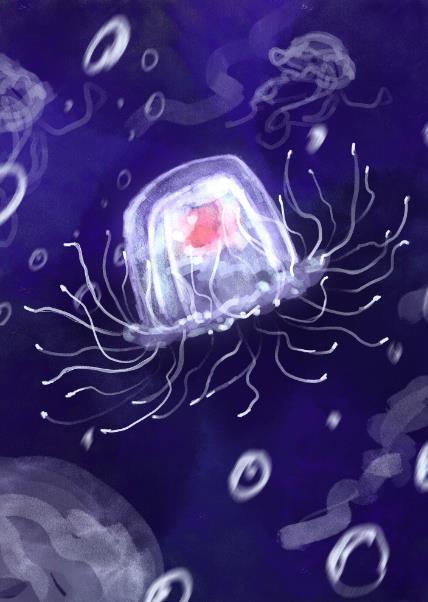 水母大爆发 海底小纵队