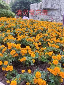 清灵爱忘羡免费