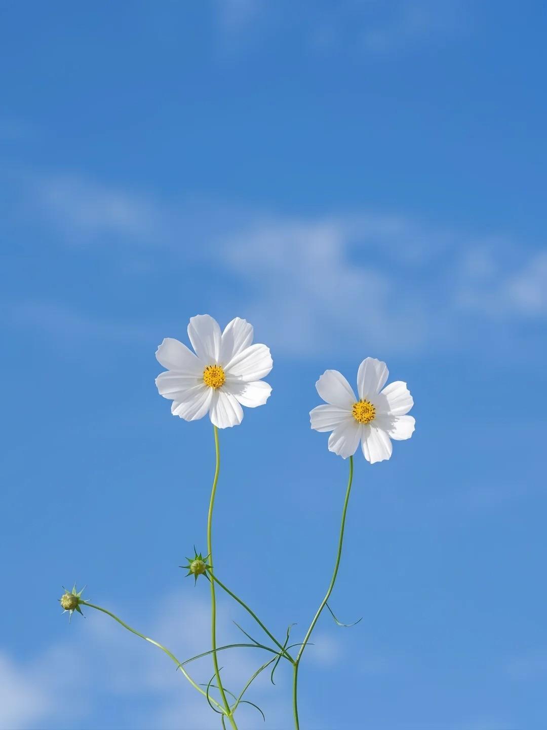 双重生后,我将出轨的未婚妻送进监狱